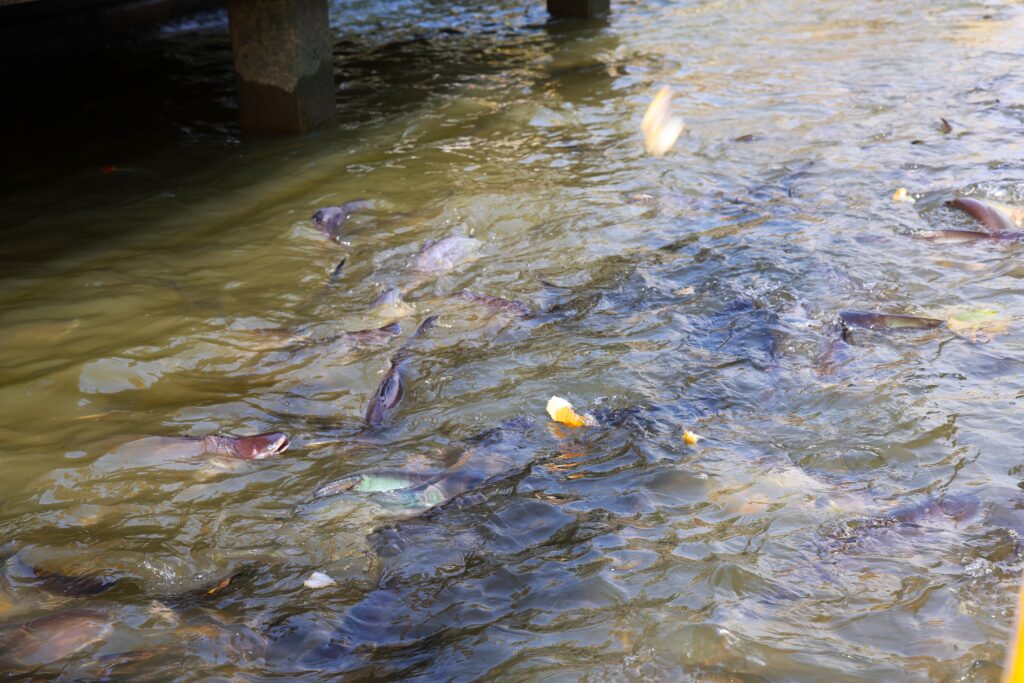Ryby w kanale przy świątyni buddyjskiej, dokarmiane przez wiernych w ramach praktyki przynoszącej zasługę i dobrą karmę.