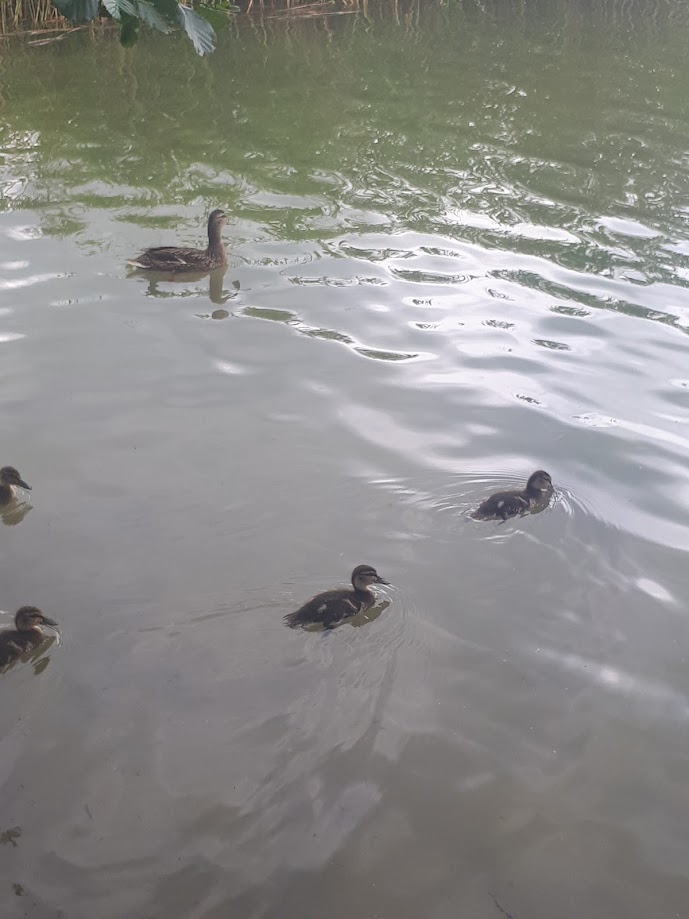 Gdzieś na jeziorze Ryńskim 2020