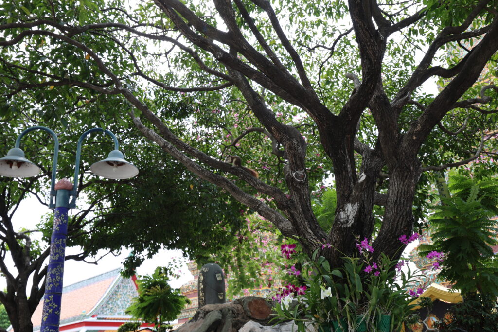 Ogrody na terenie świątyni